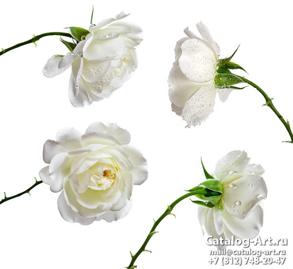 White roses 13